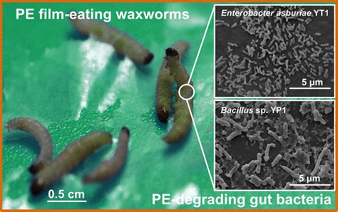 Evidence Of Polyethylene Biodegradation By Bacterial Strains From The