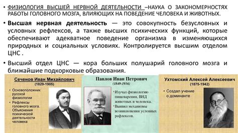 Высшая нервная деятельность - презентация онлайн