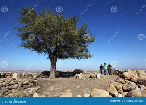 An Ancient Tree At Gobekli Tepe Near Sanliurfa In Eastern Turkey ...