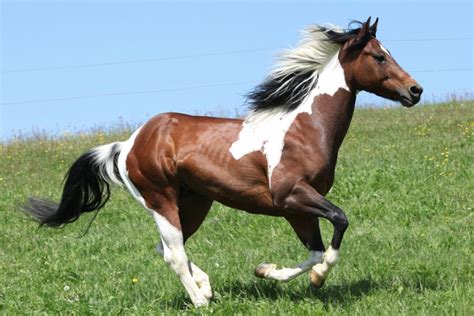 How to Discover The Best Western Riding Horse Breeds Now