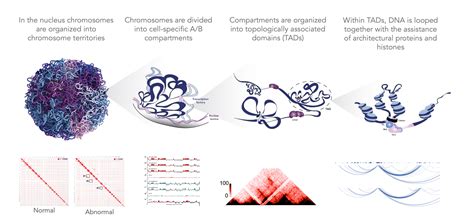 Genome Wide Hic Arima Genomics