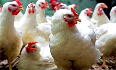 Price Of Broiler Chicken Increased Again