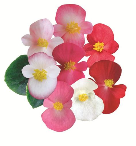 BEGONIA Semperflorens F1 AMBASSADOR MIX Muller Seeds