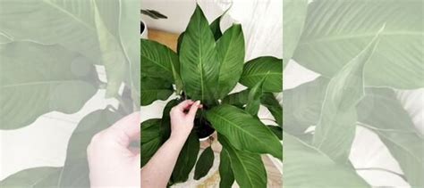 Крупнолистный спатифиллум Свит Лауретта купить в Нижневартовске ...