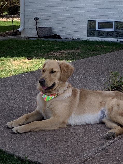 Cali — Golden Retriever Rescue Of Michigan