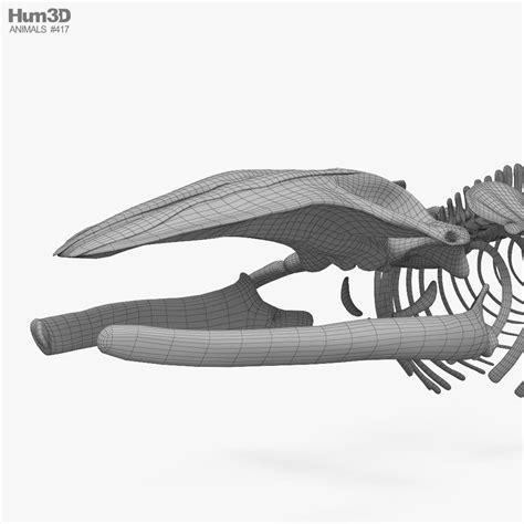 Blue Whale Skeleton 3d Model Animals On Hum3d