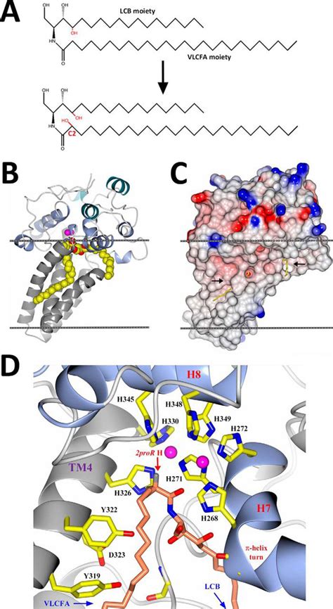 The Crystal Structure Of An Integral Membrane Fatty Acid α Hydroxylase