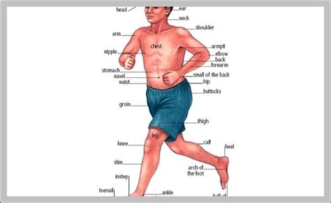 Labeled Body Parts In Spanish Image Anatomy System Human Body