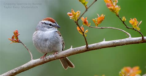 Chipping Sparrow - American Bird Conservancy