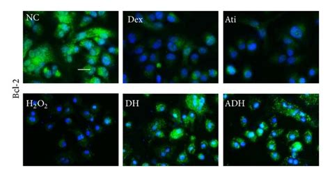 Effect Of Dex On The Expression Of Cleaved Caspases 3 9 Bax And