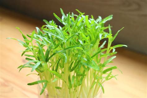 Water Spinach Hydroponic Microgreens Grown As Edible Houseplants Stock