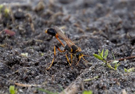 Here we have a mud wasp collecting some mud to build its nest. : r/insects