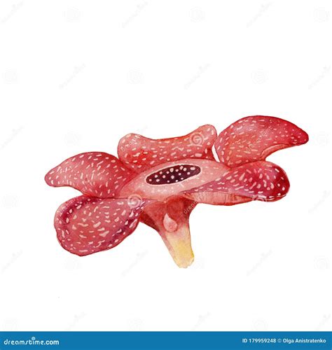Rafflesia Flower Watercolor Drawing For Decorating Cards Invitation