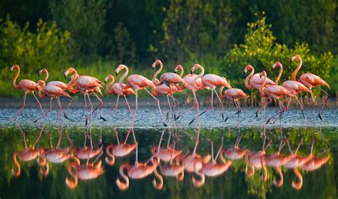 A Journey Of Pink Exploring The Migration Of Flamingos