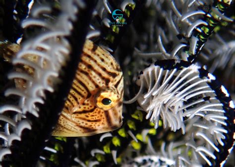 Lukas Feurer 2024-05 – Alami Alor Dive Resort