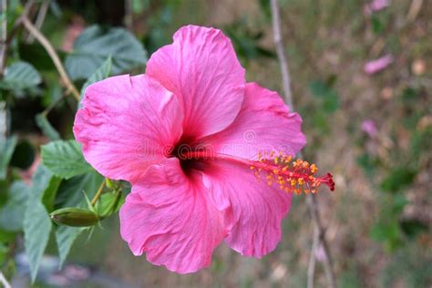 Flor Rosada Del Hibisco Imagen De Archivo Imagen De Hibisco