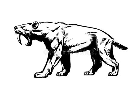 Saber Toothed Tiger Smilodon Saber Toothed Cat Hand Drawn Sketch