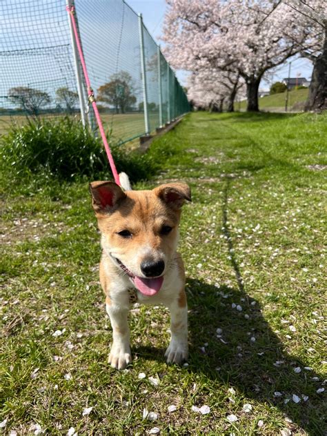 「至急で里親様探しています」愛媛県 犬の里親募集 486944 ペットのおうち【里親決定27万頭！】