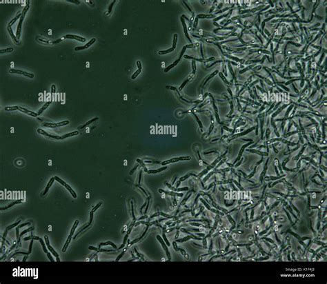 Phase contrast microscopy hi-res stock photography and images - Alamy