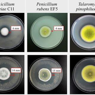 Colonies of fungal strains on Pikovskaya’s plates. Upper row represents ... 