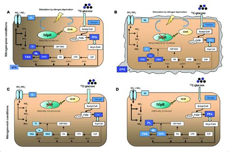 | Schematic representation of main phenotypes occurring in (A) RHA1 WT ...