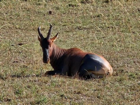 Dages Safari Til Amboseli Lake Nakuru Og Masai Mara Getyourguide