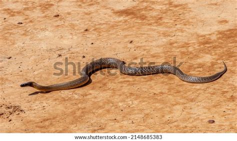 Inland Taipan Oxyuranus Microlepidotus Habitat South Stock Photo 2148685383 | Shutterstock