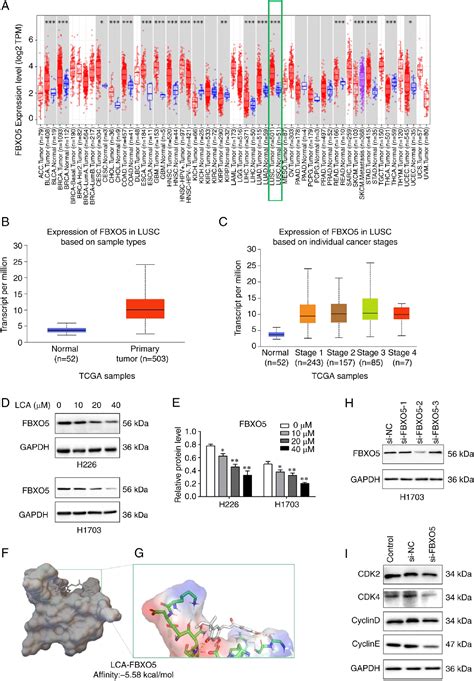 Figure 2 From Licochalcone A Induces Cell Cycle Arrest And Apoptosis