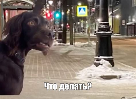 Создать мем "напуганная собака, собака, испуганная собака" - Картинки ...