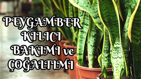 KILIÇ ÇİÇEĞİ PEYGAMBER KILICI BAKIMI ve ÇOĞALTIMI sansevieria YouTube