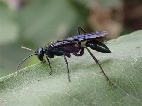 Nearctic Blue Mud dauber Wasp from Communauté Urbaine de Montréal