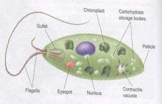 Plant Like Protists Flashcards Quizlet