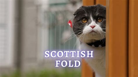 Scottish Fold: Personality, Lifespan and Temperament