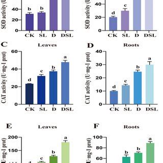 The Effect Of GR24 On Soluble Sugar Content In Leaves And Roots Of