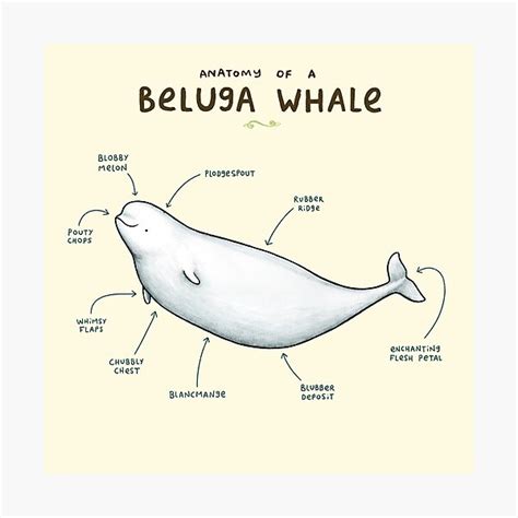 "Anatomy of Beluga Whale" Photographic Print for Sale by Sophie ...