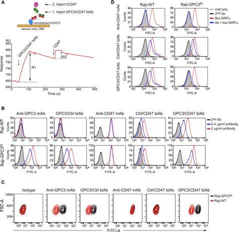 A Bispecific Antibody Targeting Gpc3 And Cd47 Induced Enhanced Antitumor Efficacy Against Dual