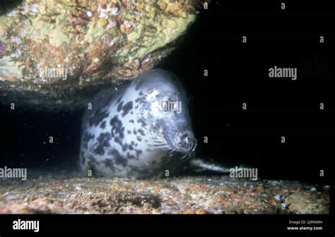 The grey seal, Phocidae, Sleep underwater. Found here wedged between ...