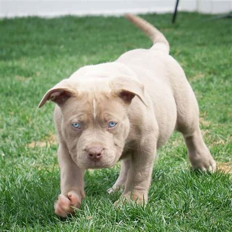 XL PITBULL PUPPIES FOR SALE | PIT BULL PUPPIES AVAILABLE NOW