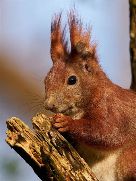 Eurasian Red Squirrel Sciurus Vulgaris Stock Photo - Image of nature, fauna: 179802706