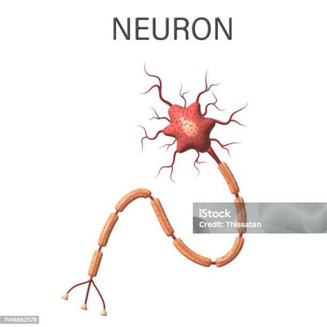 Photo Libre De Droit De Diagramme Danatomie Des Neurones 3d Isolé Sur