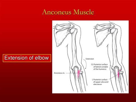 Ppt Chapter The Elbow And Radioulnar Joints Powerpoint Presentation