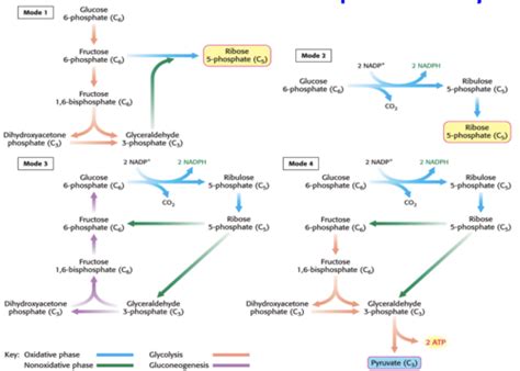 Biochemistry Lecture 19 Pentose Phosphate Pathway Ppp Flashcards Quizlet