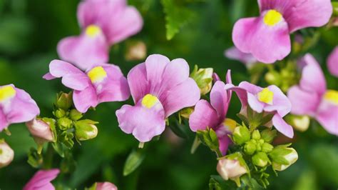 Nemesia Perennial Flower | Best Flower Site