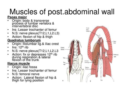 Muscles Of The Posterior Abdominal Wall