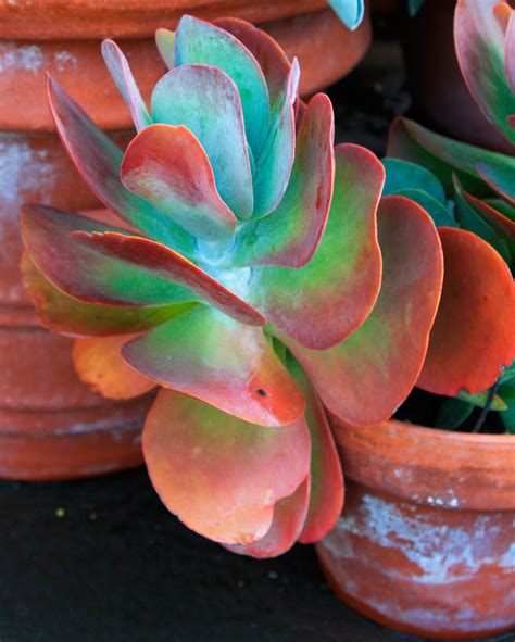 10 Outstanding Succulents Fine Gardening