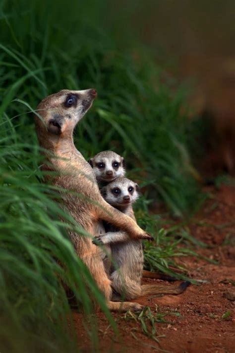 Pretty Mother Meerkat Hugging Two Babies Animals Wild Cute Animals