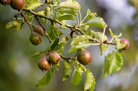 Pears Pear Tree Orchard Free Photo On Pixabay Pixabay