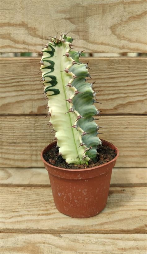 Euphorbe Erythrea Variegata Succulentes Et Jolies Plantes