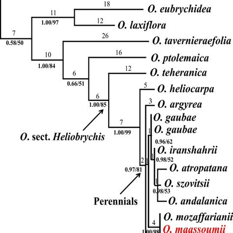 Fifty Percent Majority Rule Consensus Tree Resulting From Bayesian