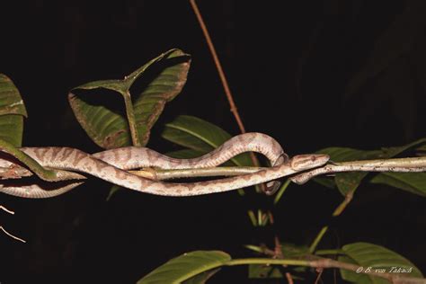 Annulated Tree Boa Corallus Annulatus La Selva Biologica Flickr